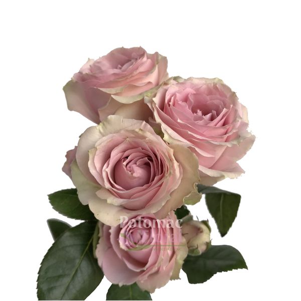 Pink Irishka Antique Pink Spray Rose Potomac Floral Wholesale